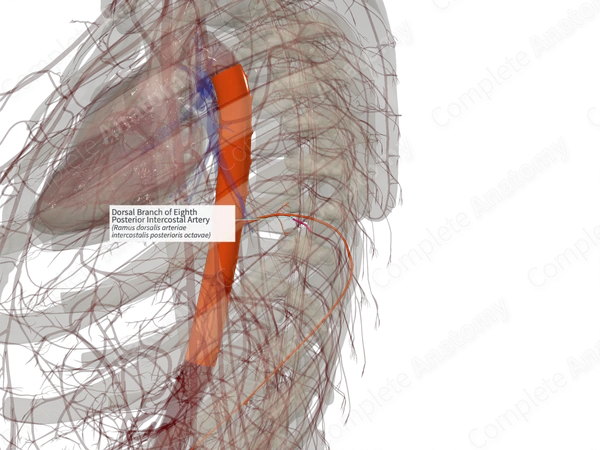 Dorsal Branch of Eighth Posterior Intercostal Artery (Left)