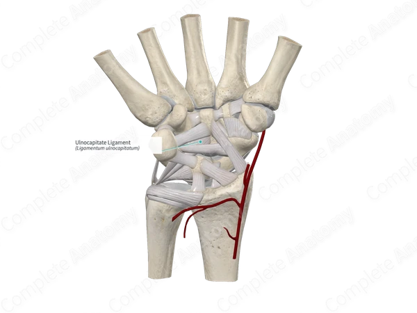 Ulnocapitate Ligament 