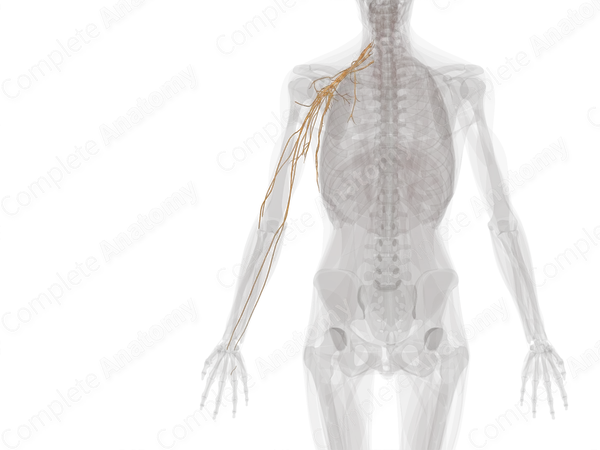 Brachial Plexus (Left)