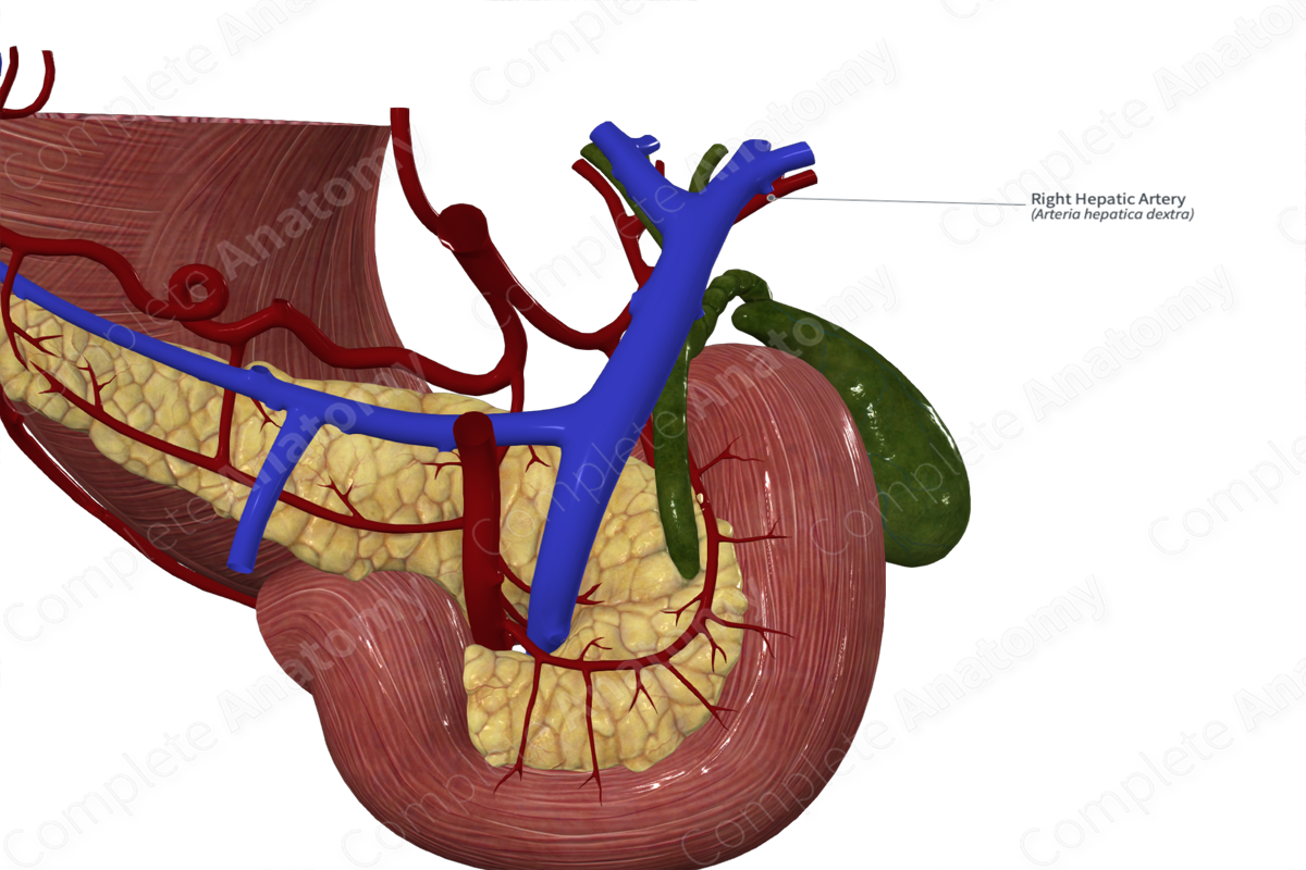 Right Hepatic Artery