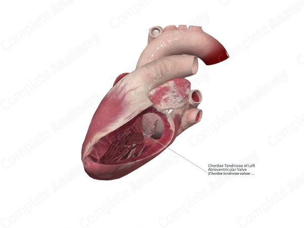 Chordae Tendineae of Left Atrioventricular Valve