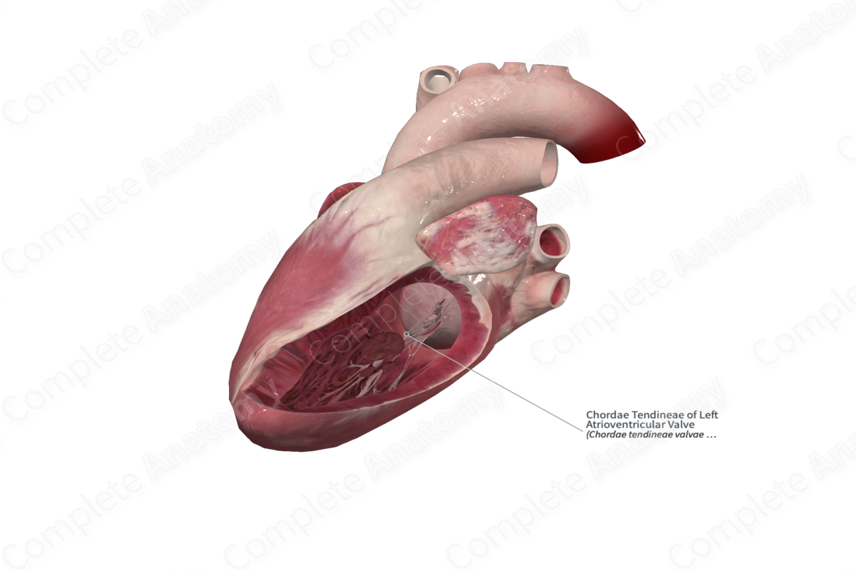 Chordae Tendineae of Left Atrioventricular Valve