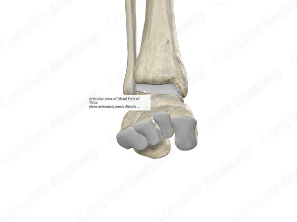 Articular Area of Distal Part of Tibia