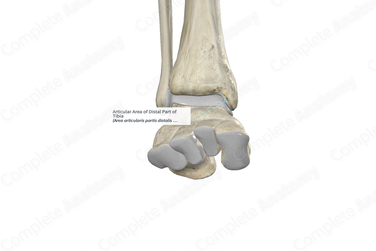 Articular Area of Distal Part of Tibia 