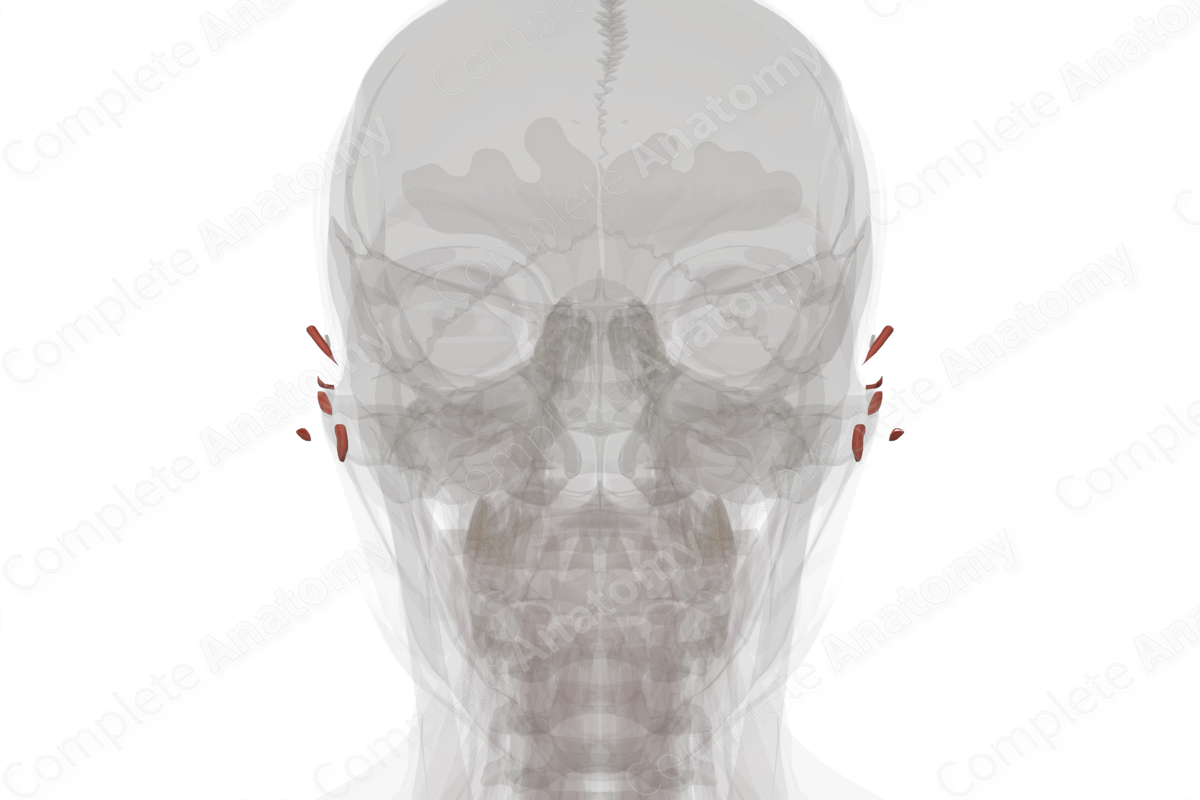 Intrinsic Auricular Muscles