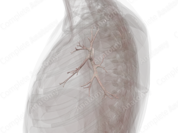 Bronchi of Left Lung