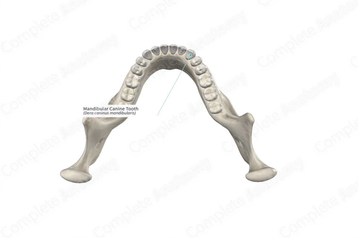 Mandibular Canine Tooth 