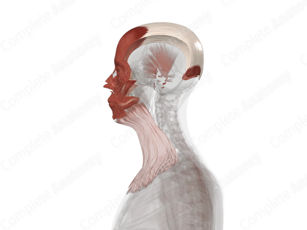Facial Muscles