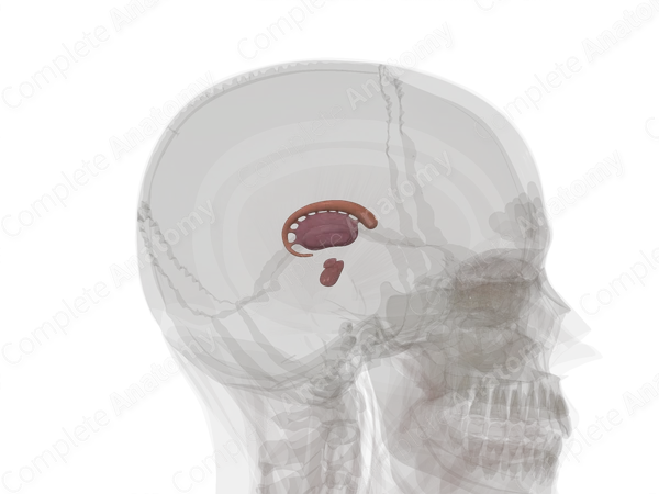 Basal Ganglia (Left)