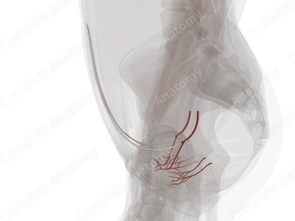Arteries of Urinary Bladder