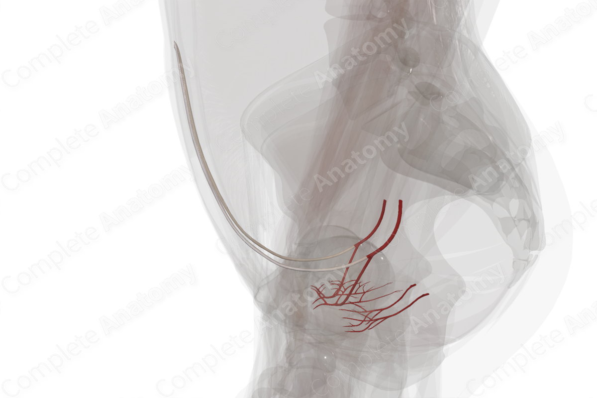 Arteries of Urinary Bladder