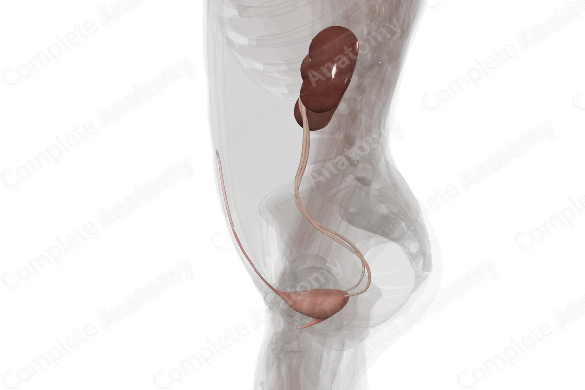 Urinary System