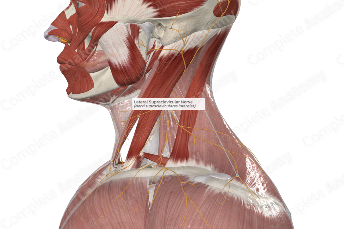 Lateral Supraclavicular Nerve 
