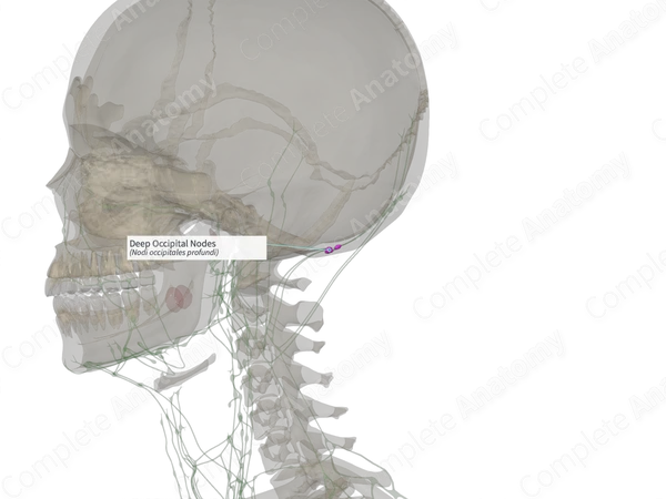 Deep Occipital Nodes (Right)