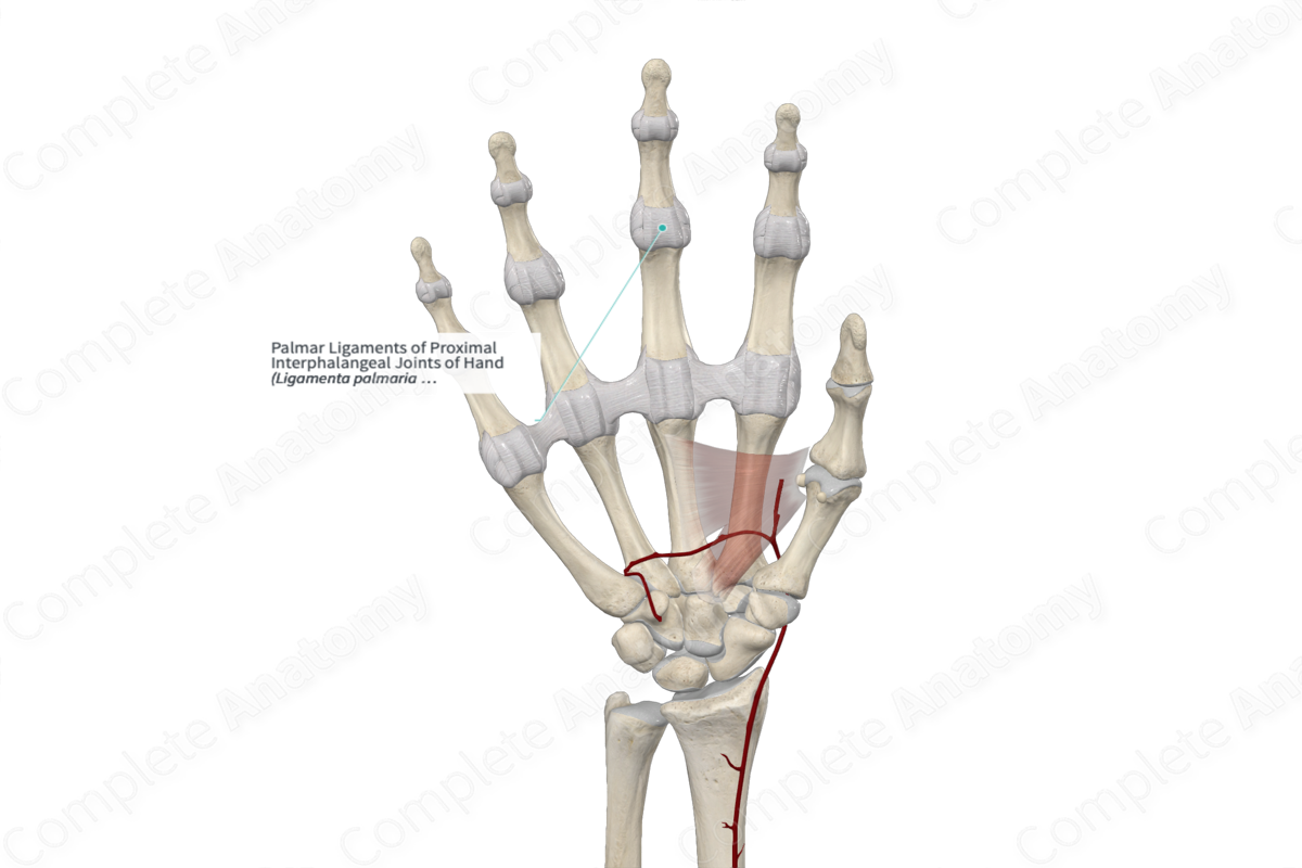 Palmar Ligaments of Proximal Interphalangeal Joints of Hand 