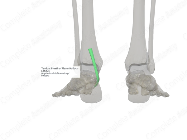 Tendon Sheath of Flexor Hallucis Longus (Right)