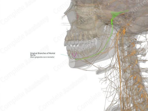 Gingival Branches of Mental Nerve (Right)