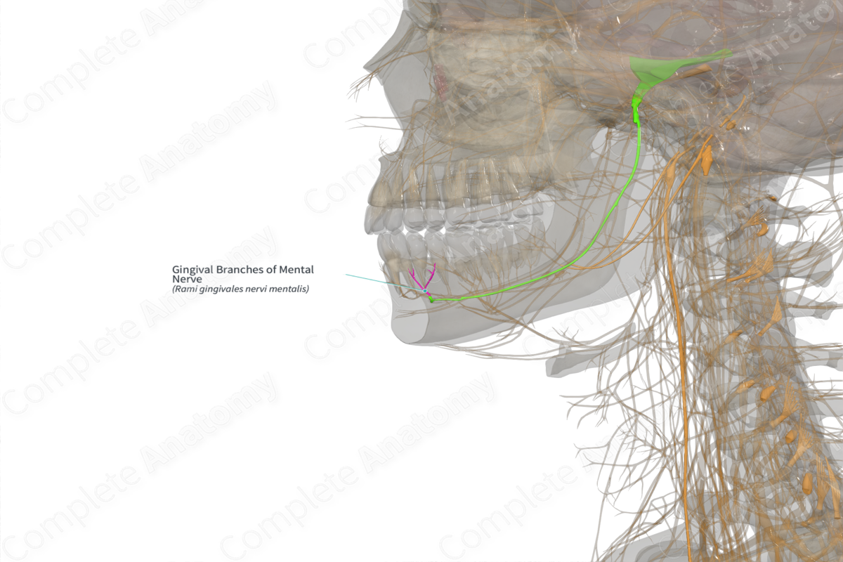 Gingival Branches of Mental Nerve (Right)
