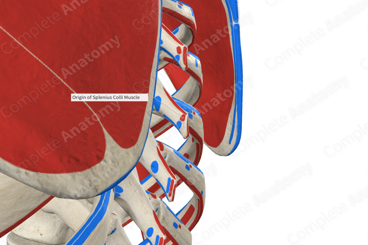 Origin of Splenius Colli Muscle