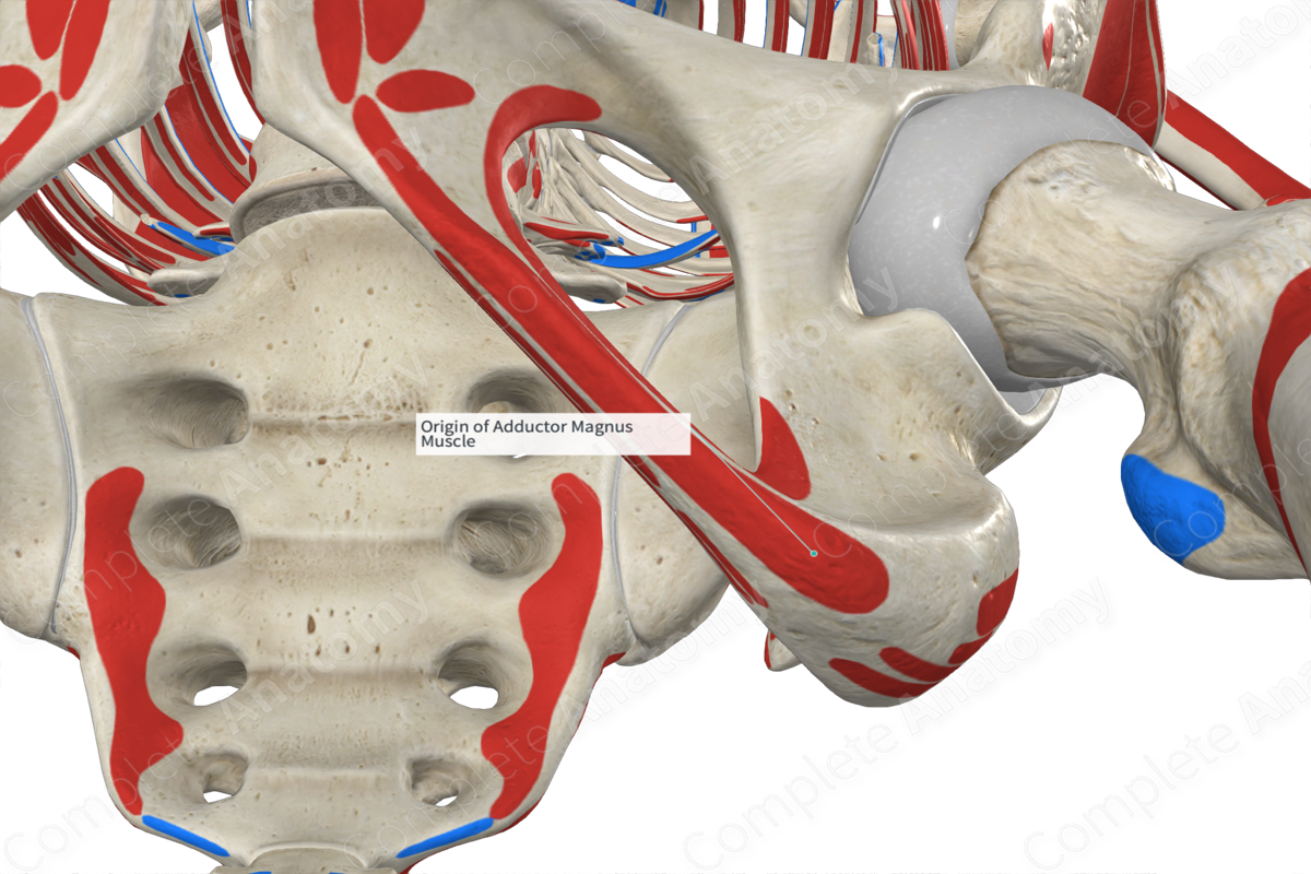 Origin of Adductor Magnus Muscle | Complete Anatomy