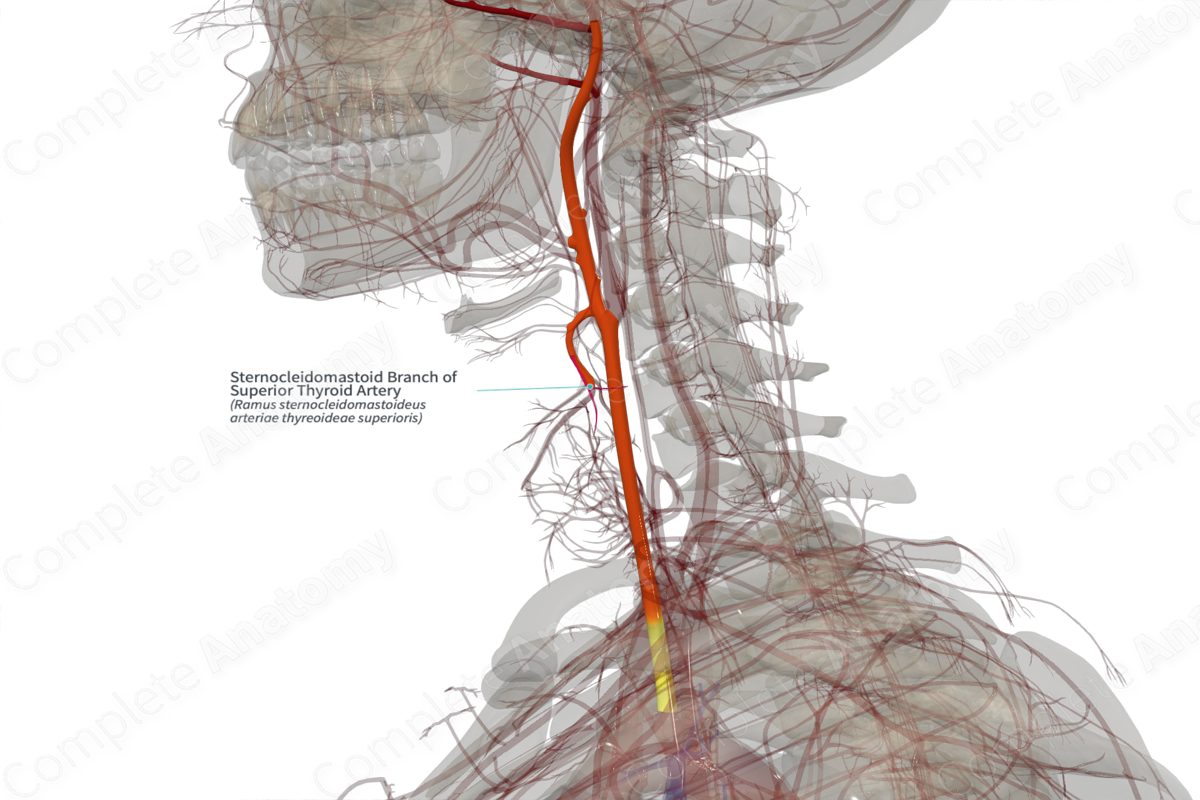 Sternocleidomastoid Branch of Superior Thyroid Artery (Left)