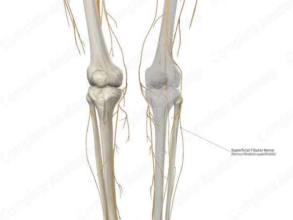 Superficial Fibular Nerve