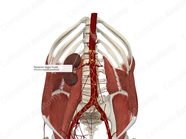 Posterior Vagal Trunk