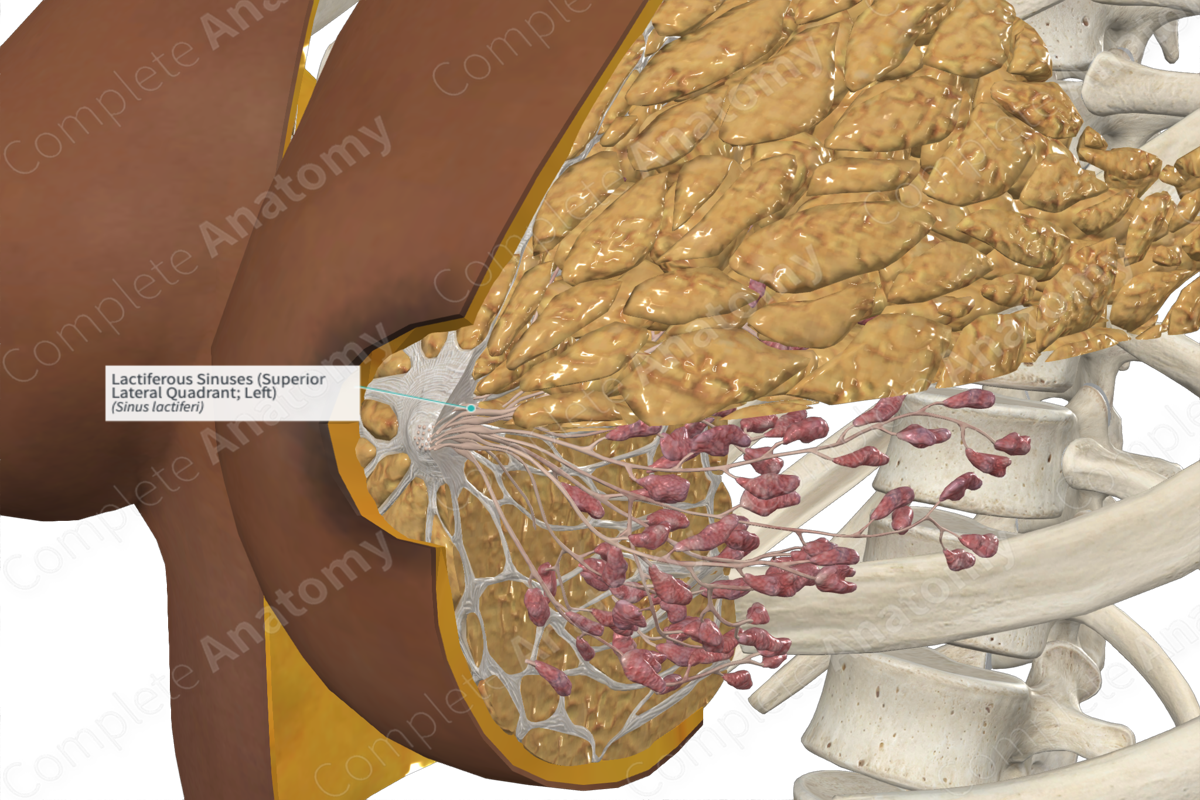 Lactiferous Sinuses (Superior Lateral Quadrant; Left) | Complete Anatomy