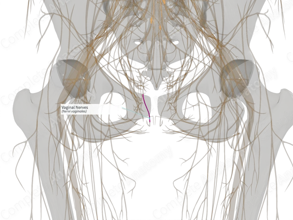 Vaginal Nerves (Right)