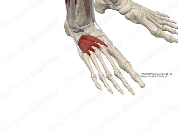 Proximal Phalanx of Great Toe
