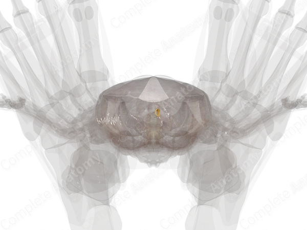 Fasciae of Abdomen