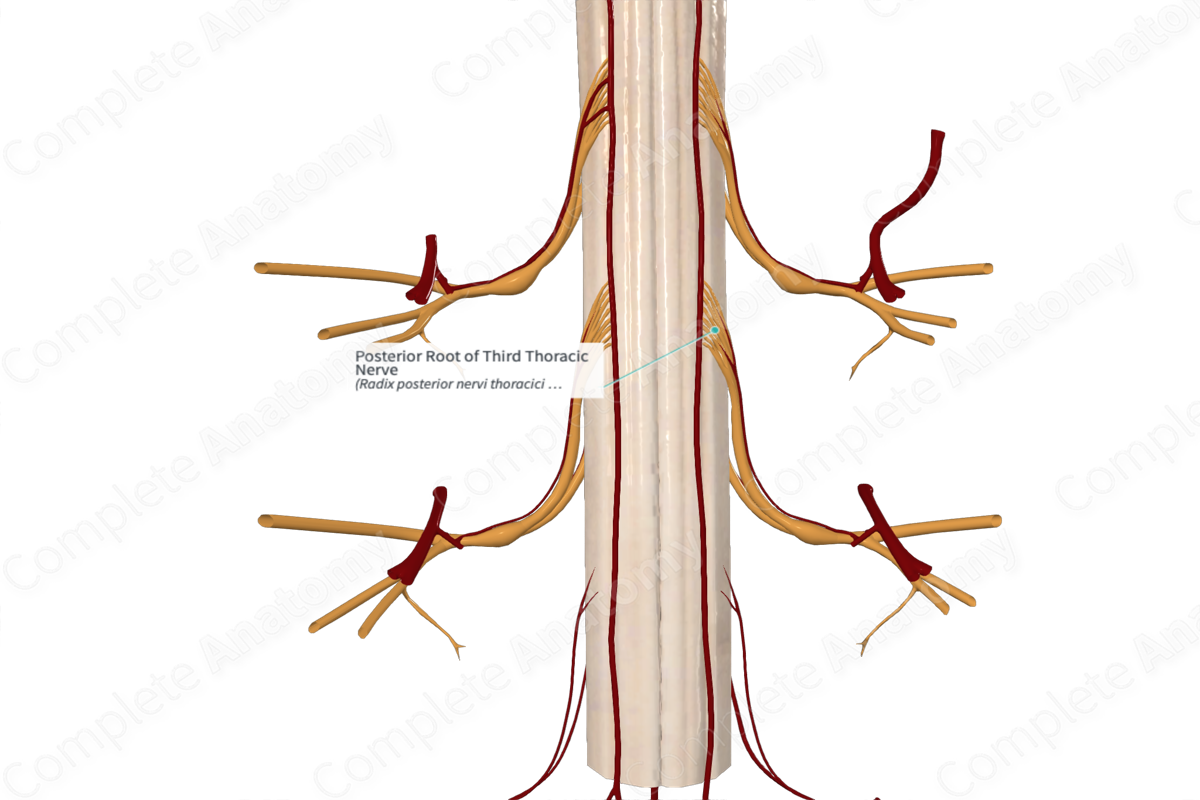 Posterior Root of Third Thoracic Nerve 