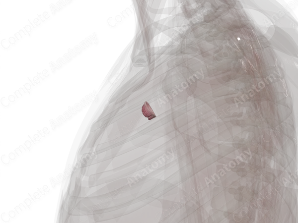 Pulmonary Valve