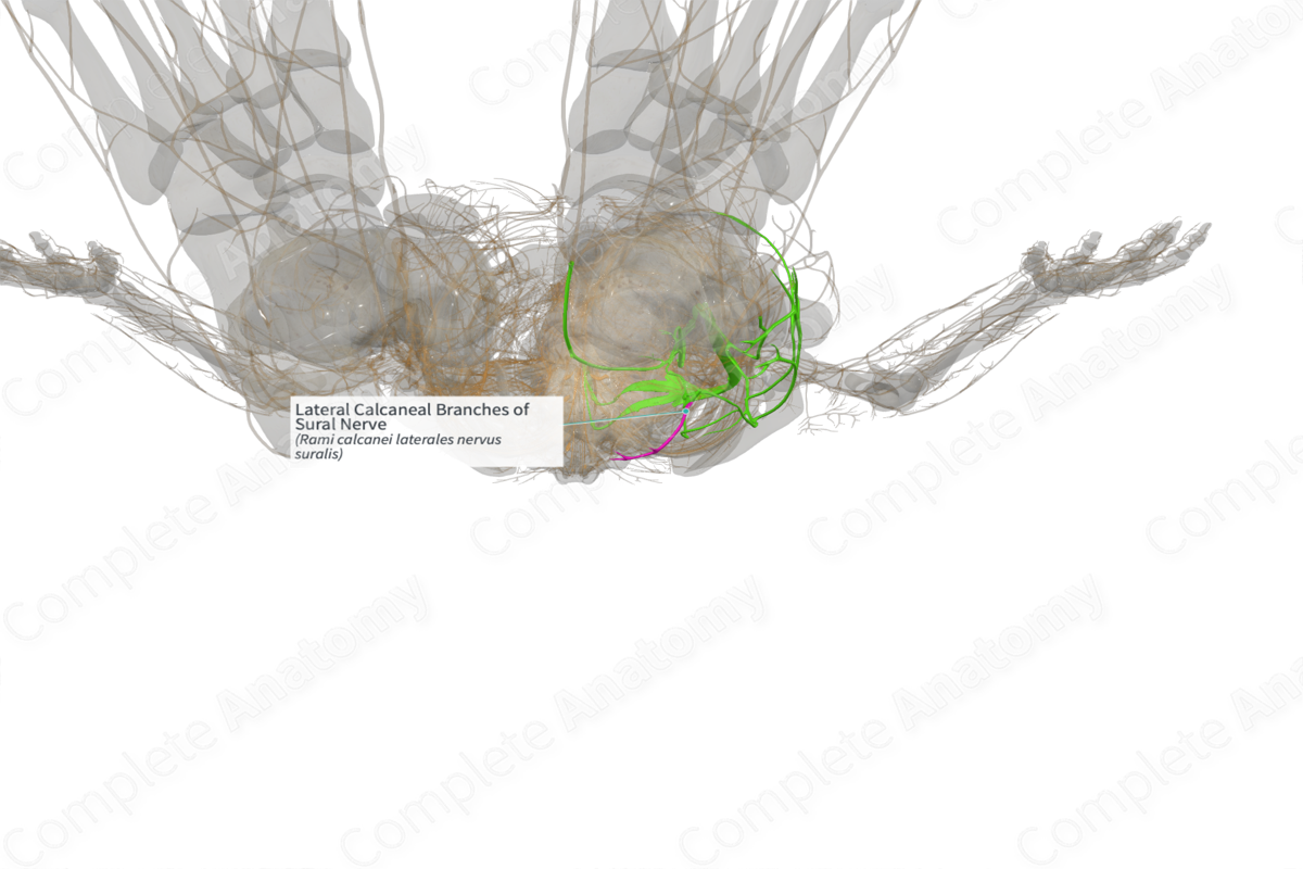 Lateral Calcaneal Branches of Sural Nerve (Left)