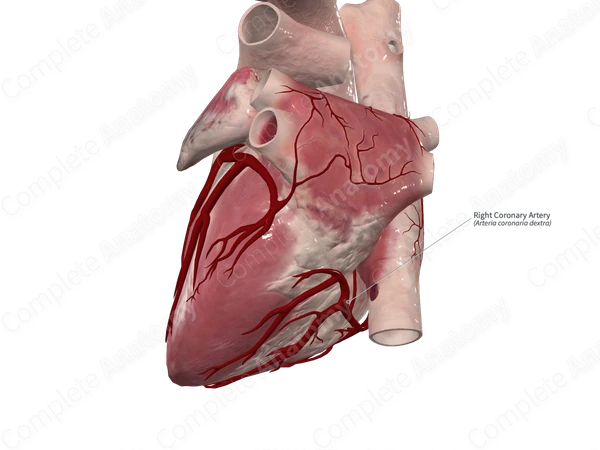Right Coronary Artery