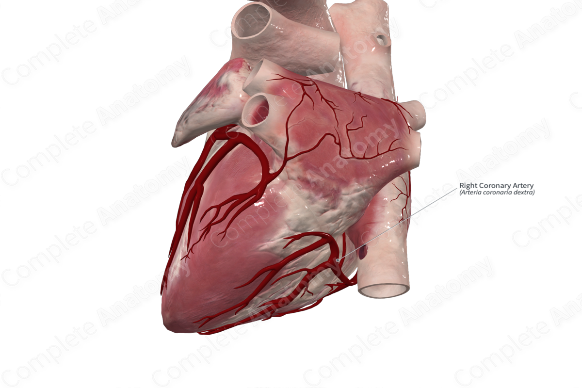 Right Coronary Artery