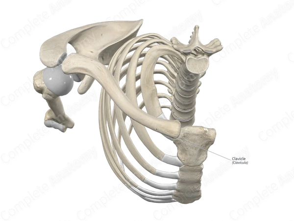 Clavicle Bones Diagram Clavicle Bones Diagram