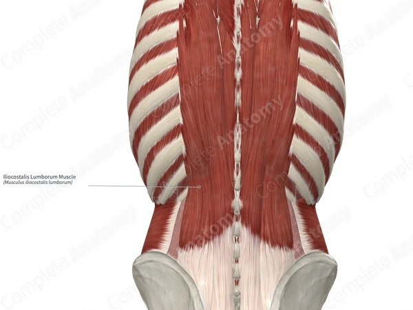 Iliocostalis Lumborum Muscle