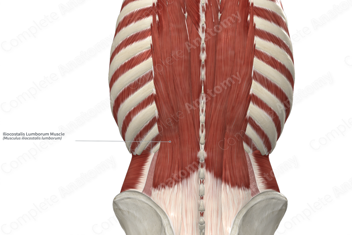 Iliocostalis Lumborum Muscle 