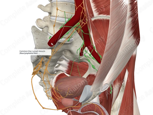 Common Iliac Lymph Vessels