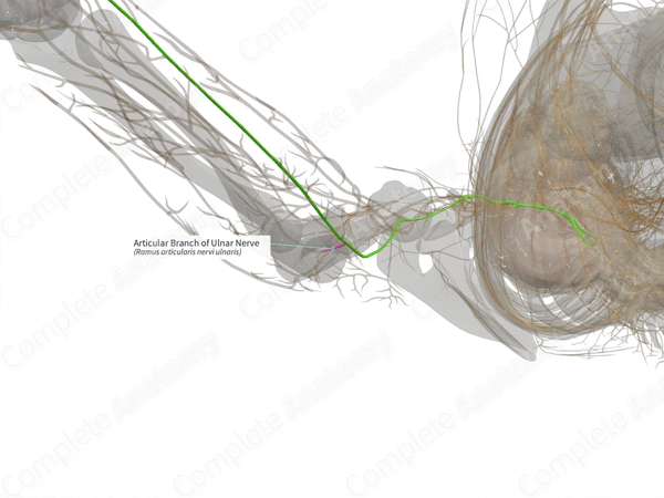 Articular Branch of Ulnar Nerve (Left)