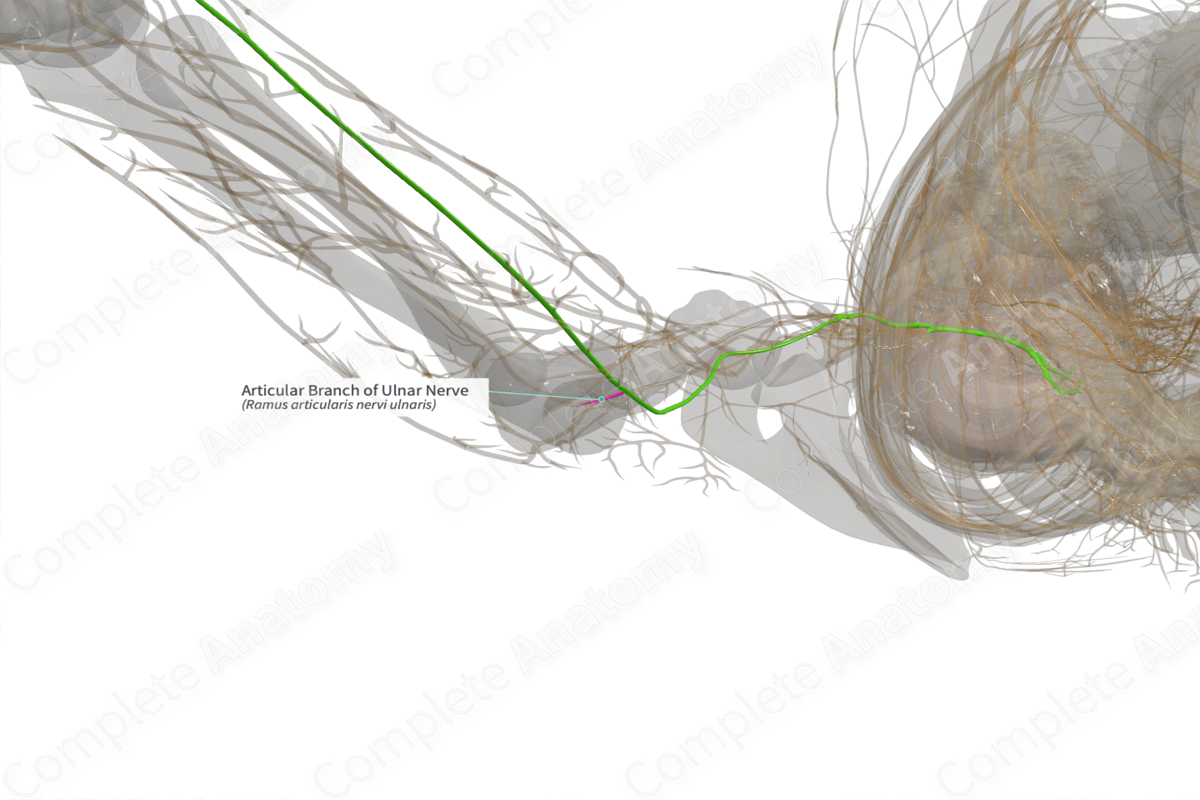 Articular Branch of Ulnar Nerve (Left)