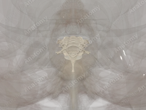 Cervical Vertebrae