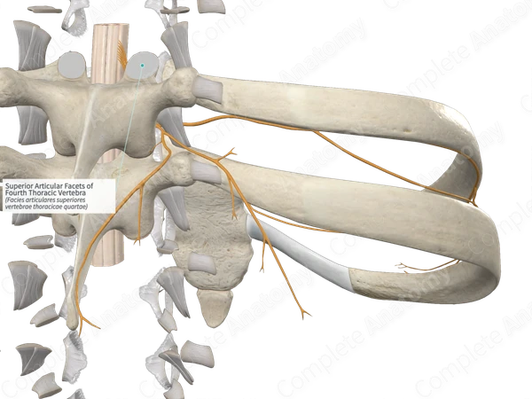 Superior Articular Facets of Fourth Thoracic Vertebra