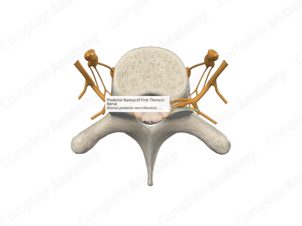 Posterior Ramus of First Thoracic Nerve 