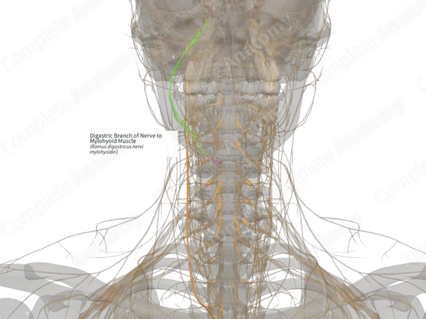 Digastric Branch of Nerve to Mylohyoid Muscle (Left)