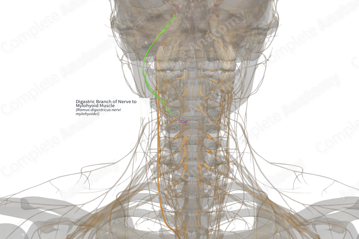 Digastric Branch of Nerve to Mylohyoid Muscle (Left)