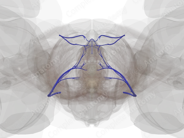 Veins of Perineum
