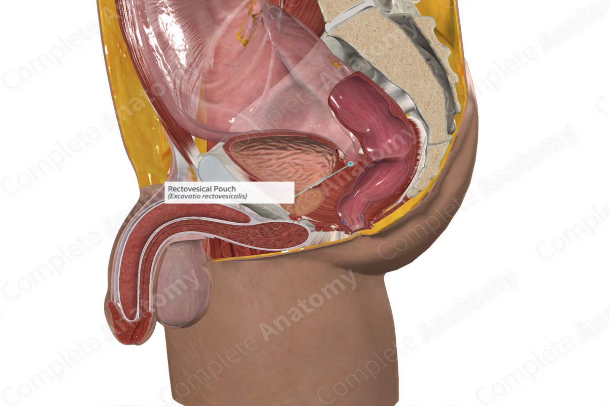 Rectovesical Pouch