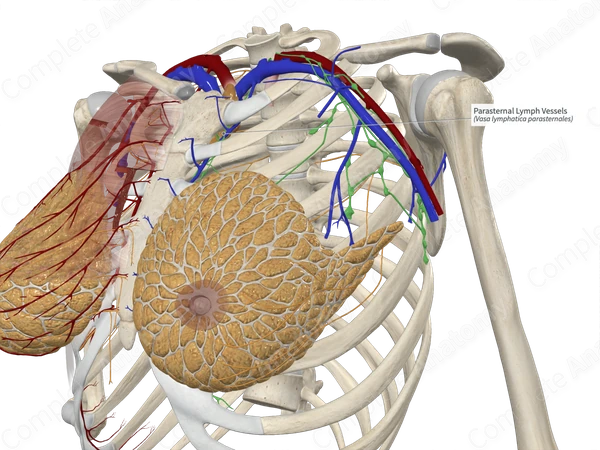 Parasternal Lymph Vessels